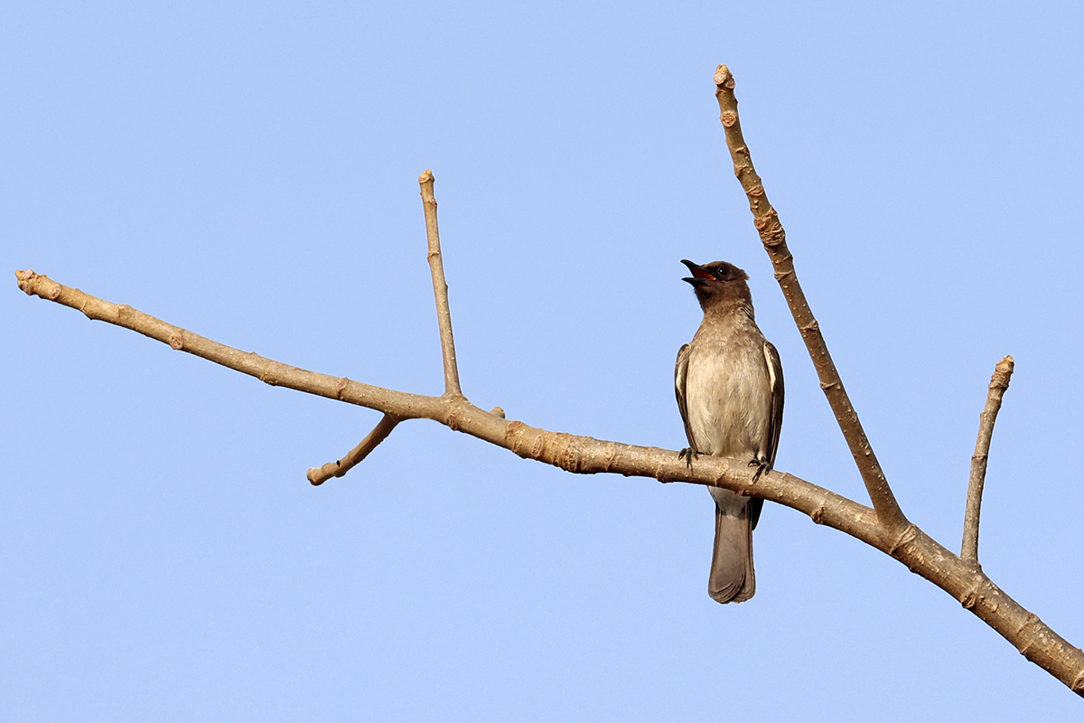 Common Bulbul